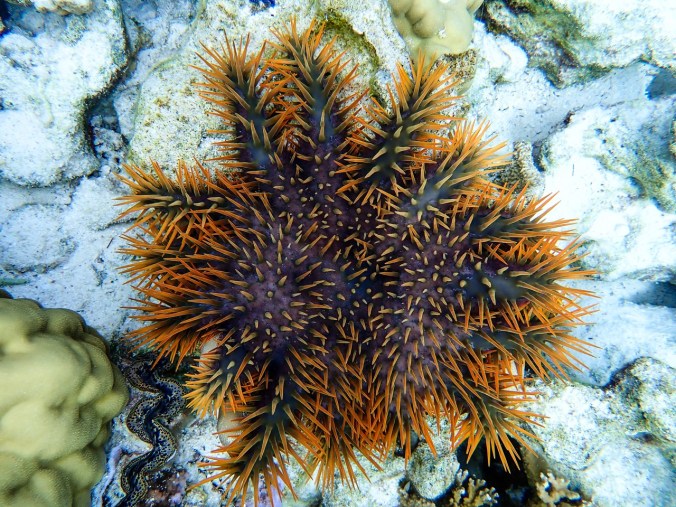 spiny starfish