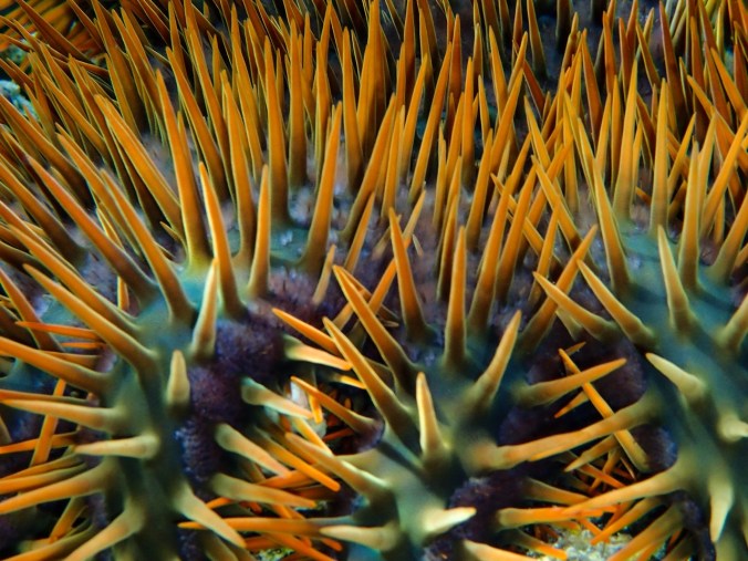 spiny starfish2