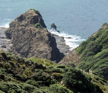 Cape pōhutukawa.sm