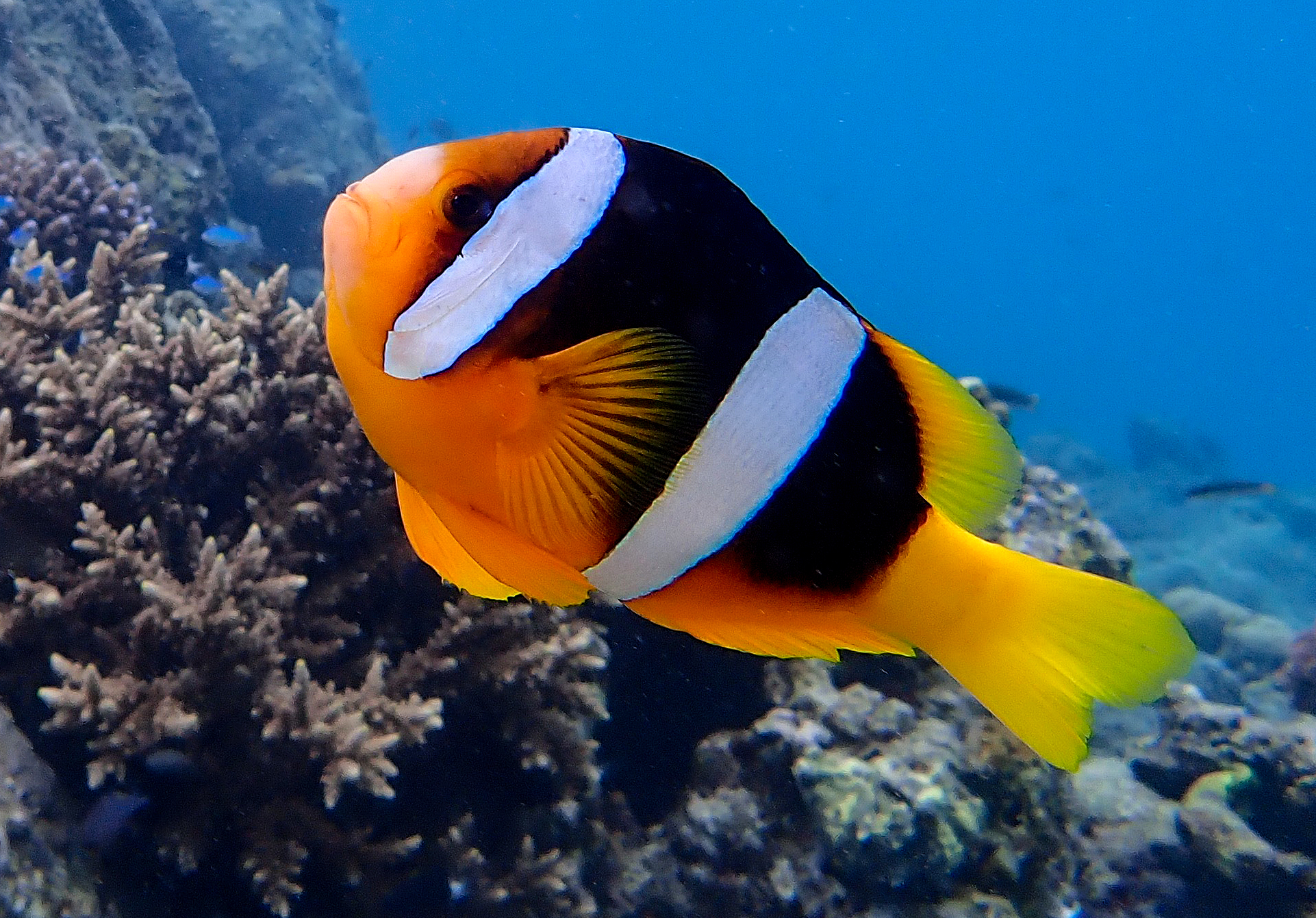 Send in the Clowns | Stella Maris Sail