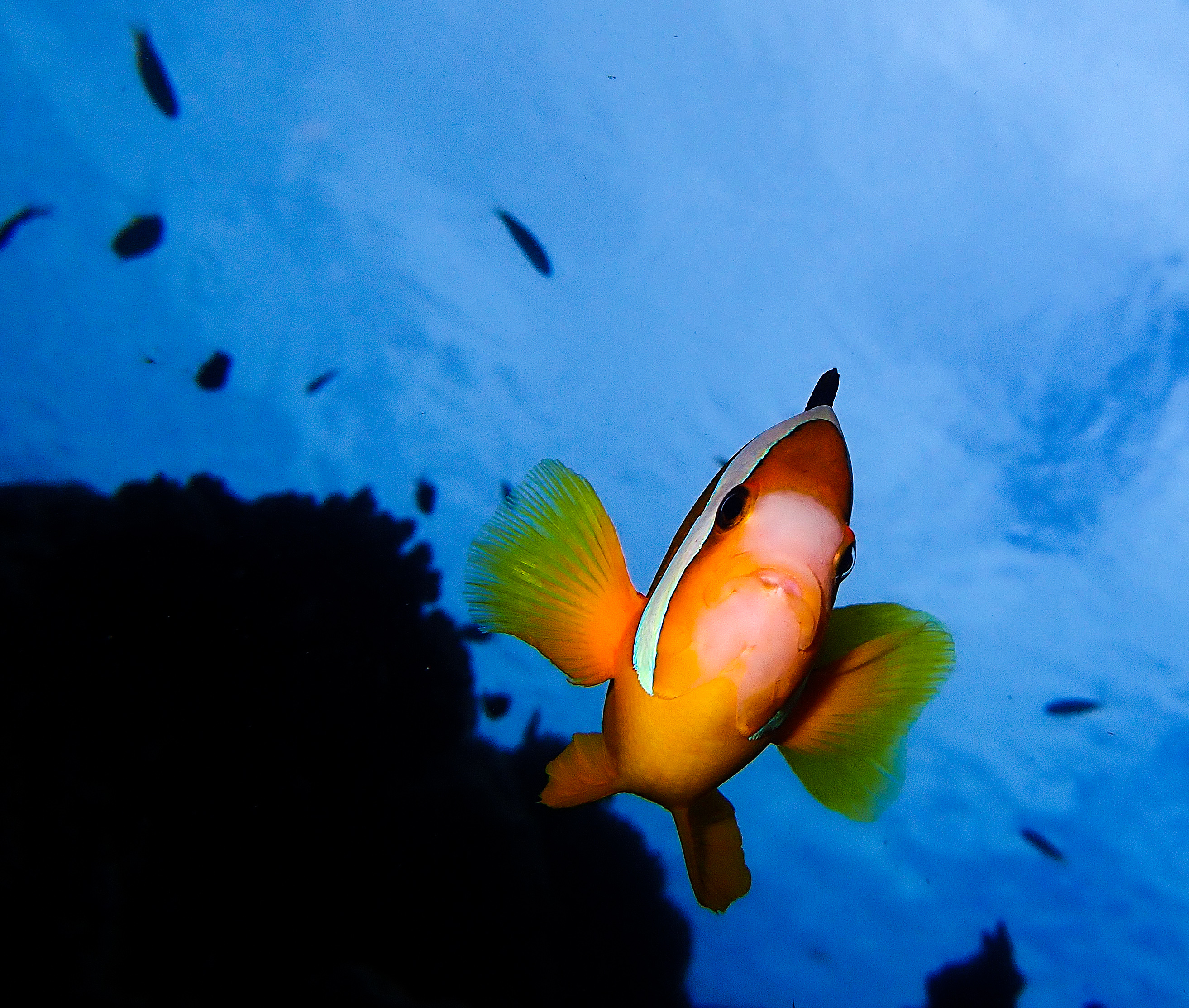 Send in the Clowns | Stella Maris Sail