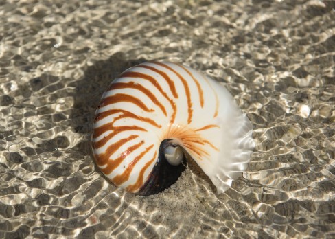 Nautilus Shell.sm