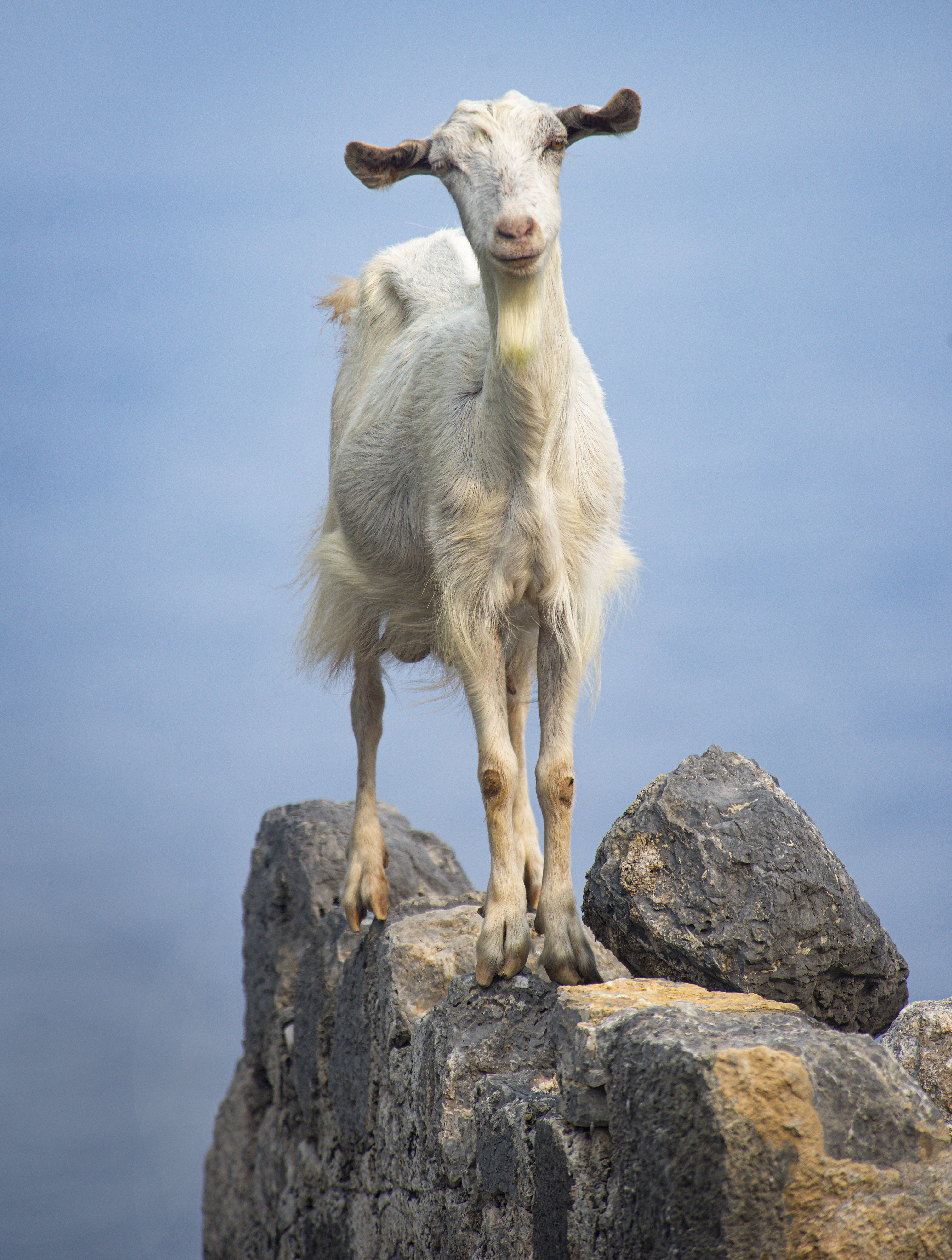 karacaoren-white-goat-sm