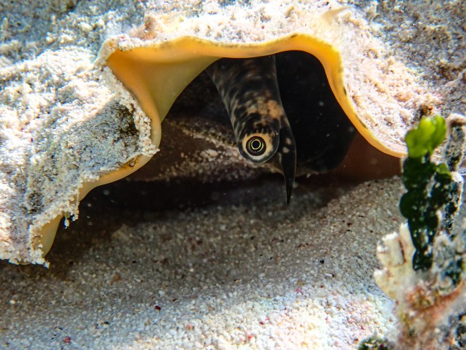 Conch–The Magnificent Mollusk | Stella Maris Sail